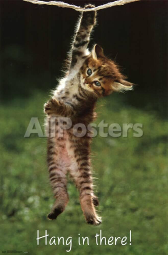 Kitten Hang In There Photo Allposters Com