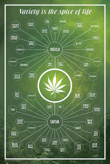 Cannabis Variety Is The Spice Of Life