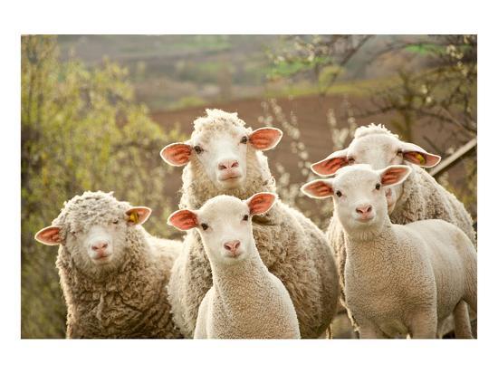 curious flock of sheep