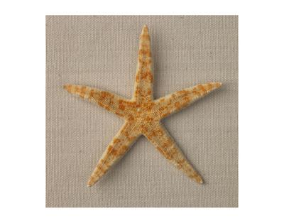 starfish dried