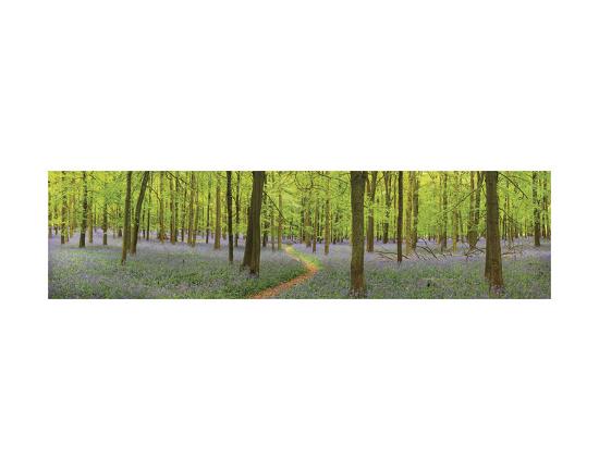bluebell woods panorama prints by michael hudson at allposters com