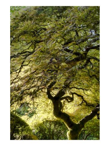The Diamond Tree by Howard Schwartz