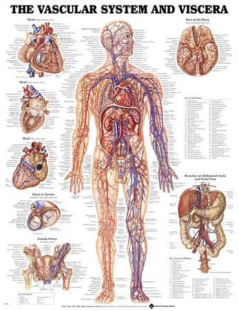 The Vascular System And Viscera Anatomical Chart Poster Posters At The Vascular System And Viscera Anatomical Chart Poster
