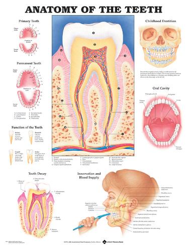 Anatomical Chart Posters