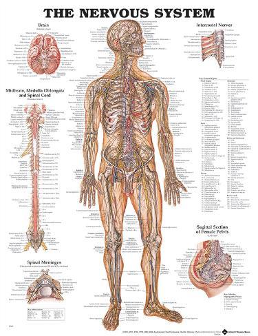 Anatomical Nervous System Chart