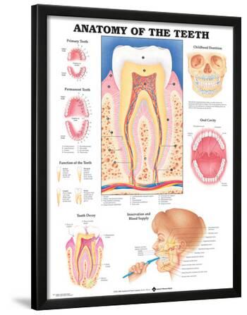 'Anatomy Of The Teeth Anatomical Chart Poster' Prints - | AllPosters.com