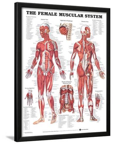 Female Muscular System Anatomical Chart