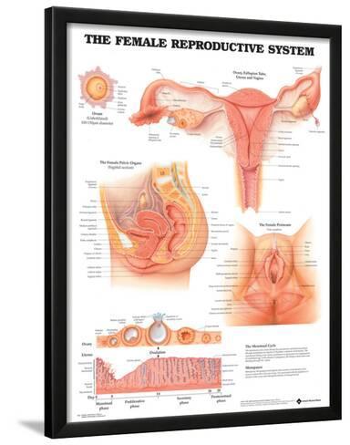 The Female Reproductive System Anatomical Chart Poster