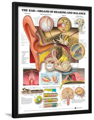 Anatomical Chart Organs