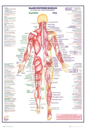 Total Muscles In The Human Body? / How Many Muscles Are There in a