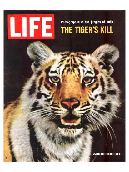 'LIFE The Tiger's Kill 1965' Premium Giclee Print - | AllPosters.com
