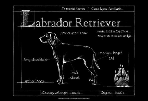 Blueprint Boxer by Eathen Harper Dog Print 19x13