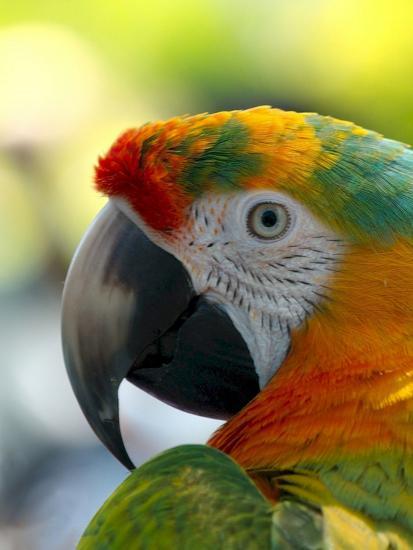 Colorful Bird Parrot Animal Poster Wonderful Dream Allposters Com