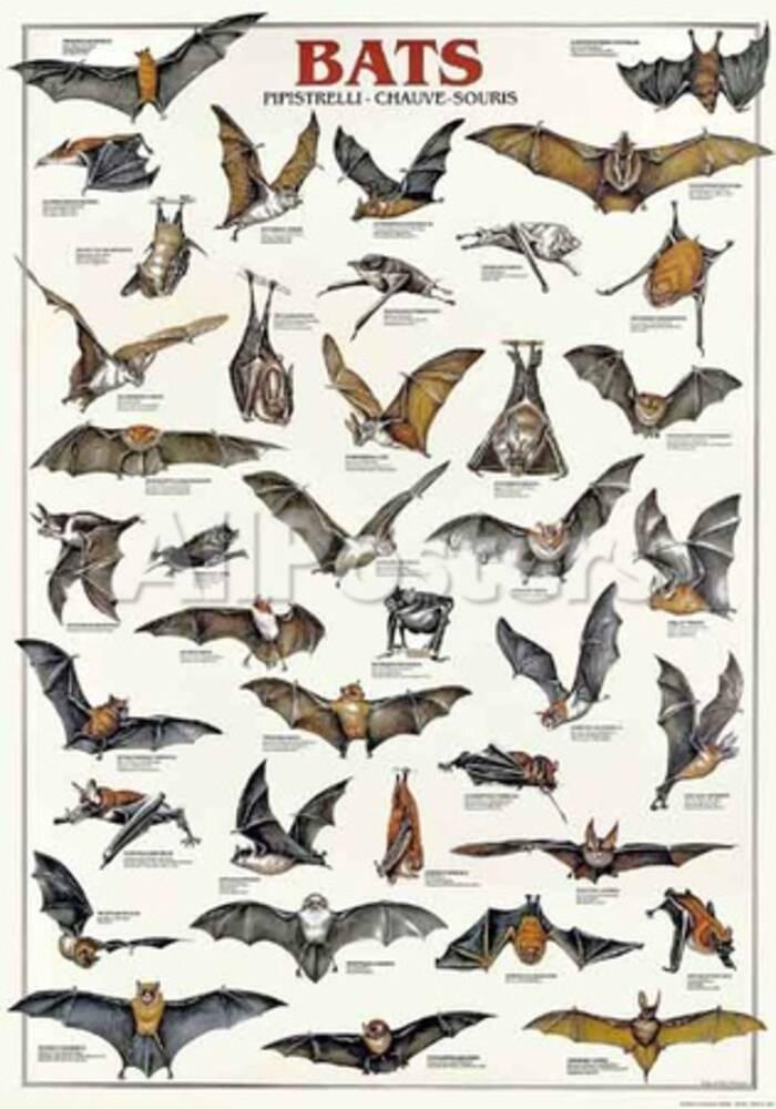 'Breeds Of Bats (Italian)' Print - | AllPosters.com