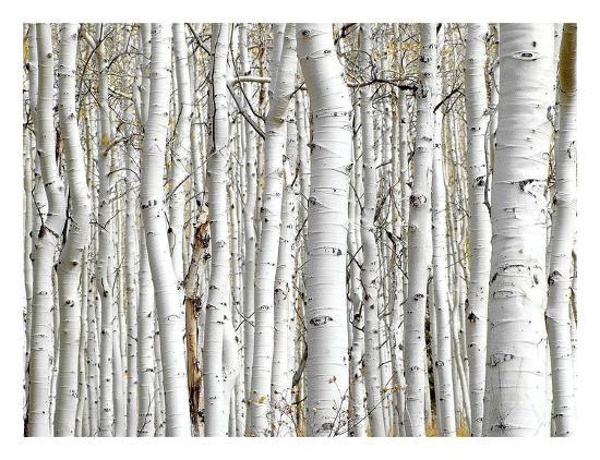 birch wood art by