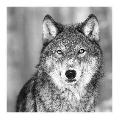 wolf posters by photoinc