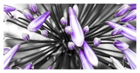 purple flower purple flower posters