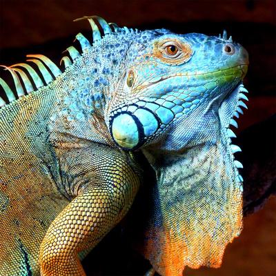 'Exotic Reptile' Print - Wonderful Dream | AllPosters.com