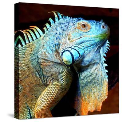 'Exotic Reptile' Stretched Canvas Print - Wonderful Dream | AllPosters.com