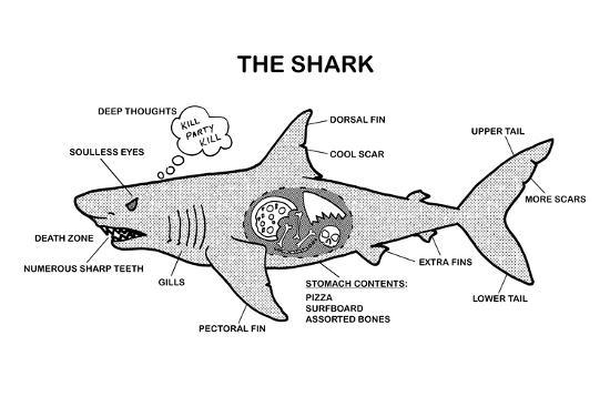 shark anatomy diagram print at allposters com