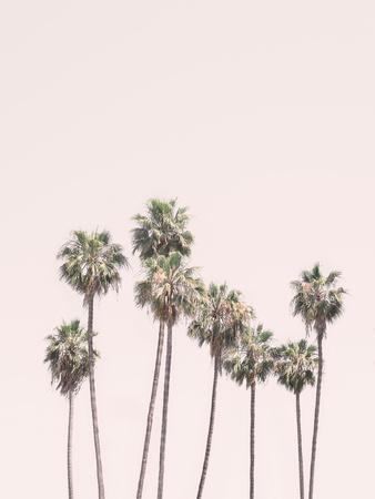 'Blush Palm Trees' Poster - Sisi and Seb | AllPosters.com