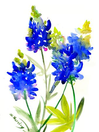 'texas bluebonnet flowers 1' giclee print  suren