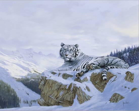 'White Siberian Tiger' Giclee Print - Spencer Hodge | AllPosters.com