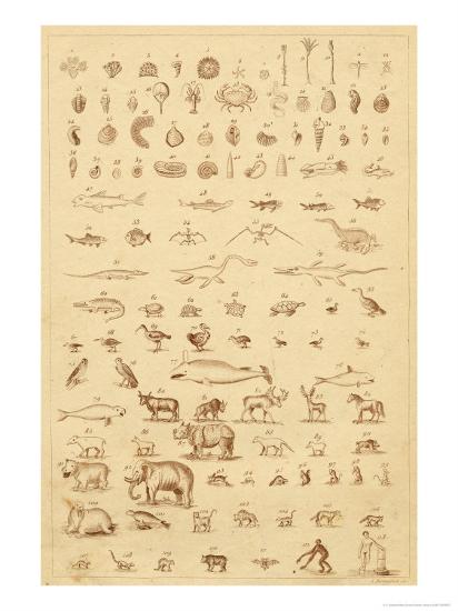 Fossil record evolution essay