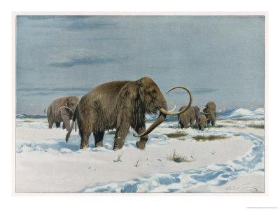 'Mammoth Herd During the Ice Age' Giclee Print - Wilhelm Kuhnert ...