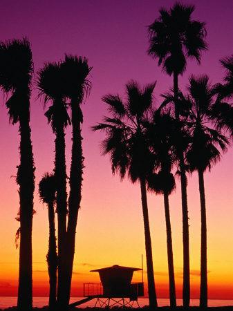 Palm Trees At Sunset Venice Beach Los Angeles Los Angeles California Usa Photographic Print Richard Cummins Allposters Com
