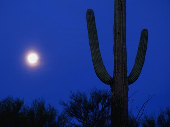 'Moon and Silhouetted Cactus,Saguaro National Park ...