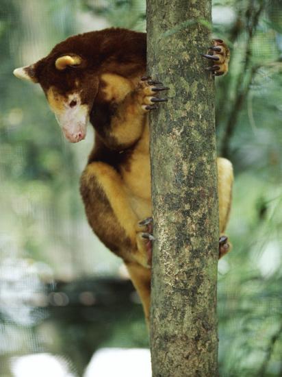 Matchie's Tree Kangaroo (Dendrolagus Matchiei} Native to Papua New