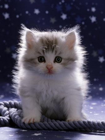 Domestic Cat 7 Week Fluffy Silver And White Kitten Photographic