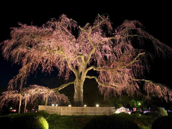 'Famous Giant Weeping Cherry Tree in Blossom and Illuminated at Night