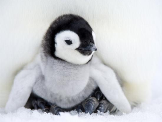 Pinguin Süß