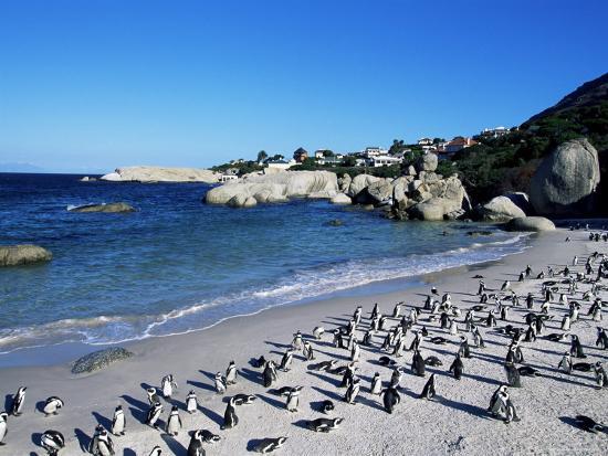 African Penguins At Boulder Beach In Simon S Town Near Cape African Penguins At Boulder Beach In Simon S Town Near Cape South Africa