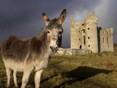 A Donkey Grazes in Front 17th Century Monea Castle, County Fermanagh