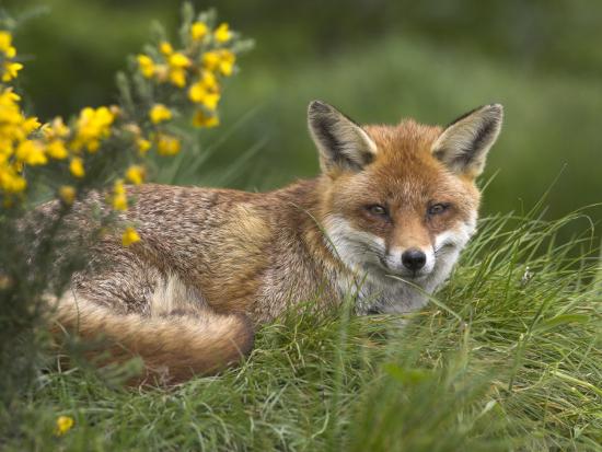 'Red Fox, Vulpes Vulpes, Captive, United Kingdom' Photographic Print