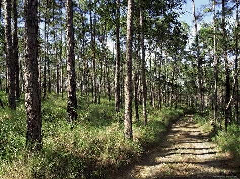 Path Through Pines Mountain Pine Ridge Belize Central America