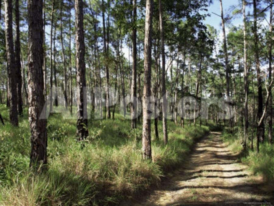 Path Through Pines Mountain Pine Ridge Belize Central America