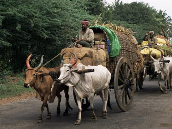 Bullock Cart Meaning In Telugu 'Bullock Carts are the Main Means of Transport for Local Residents