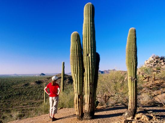 'Girl Next to Saguaro Cacti at Saguaro National Park ...