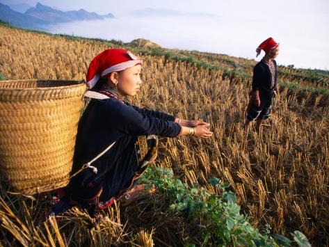 Asia Photography Vietnam Photography Vietnam Wall Decor Woman In Rice Field Vietnamese Culture Wall Decor