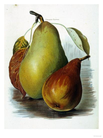 Pear fruit essay image