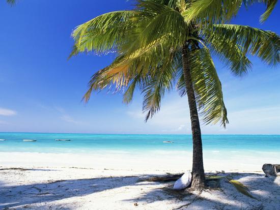 Palm Tree White Sandy Beach And Indian Ocean Jambiani Island Of Palm Tree White Sandy Beach And Indian Ocean Jambiani Island Of Zanzibar Tanzania East Africa