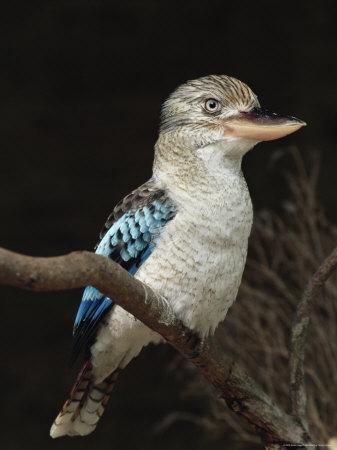 airlie kookaburra dacelo captivity leachii