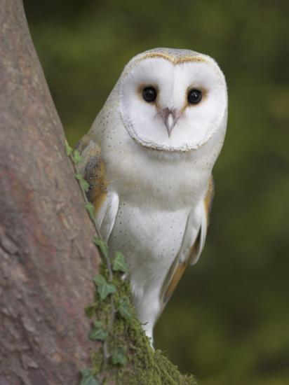 Female Barn Owl Tyto Alba World Owl Trust Muncaster Castle