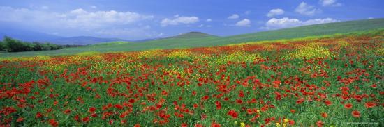 Panoramic View Of Field Of Poppies And Wild Flowers Near Montchiello Tuscany Italy Europe Photographic Print Lee Frost Allposters Com