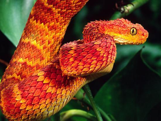 african bush viper photographic
