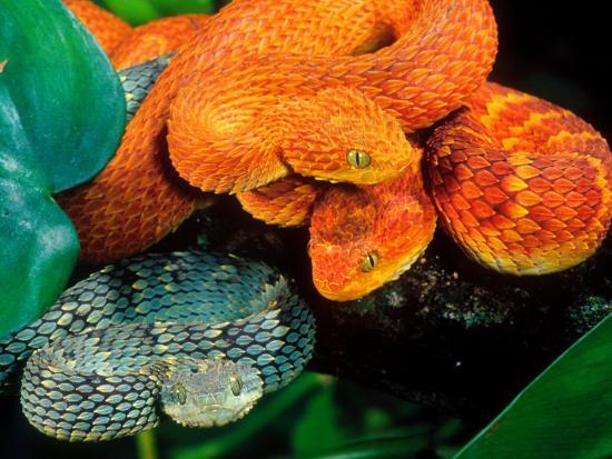 african bush viper trio
